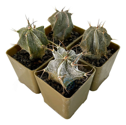 Cactus Suculenta Astrophytum Coleccion Variados 3