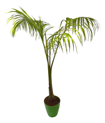 Seaphortia Elegans Palm 0