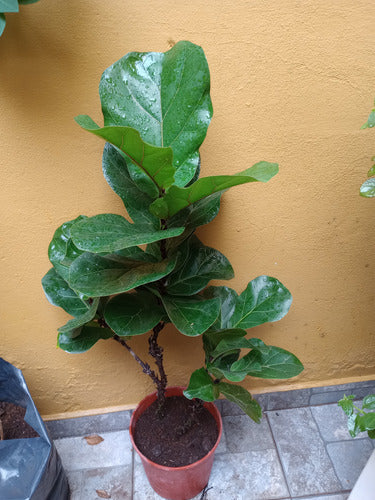 Ficus Pandurata Grande Doble Ramificado Retira Boedo Envios 1