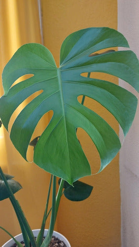 Circuito Consciente Monstera Deliciosa - Costilla De Adán Indoor/Outdoor 2