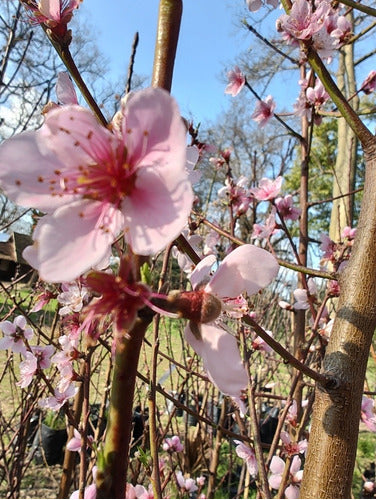 Vivero ArandanosdelSol Duraznero - Peach Tree 1