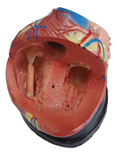 XINCH - SYNCROCARE Jumbo Human Heart Anatomy Model - 3 Parts Educational 1