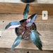 Philodendron Pink Princess 5