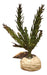 Desert Plant 17cm for Reptiles Gecko Pogona Insectarium 0