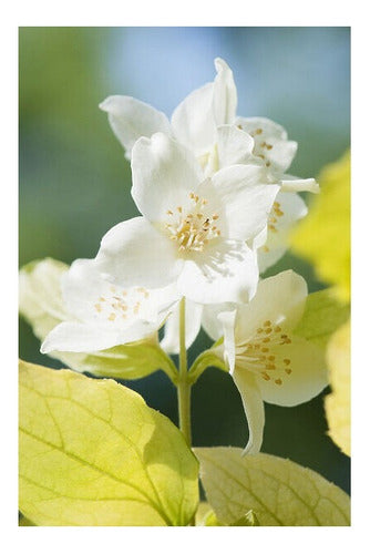 Flor De Ángel (Philadelphus Grandiflorus) 1