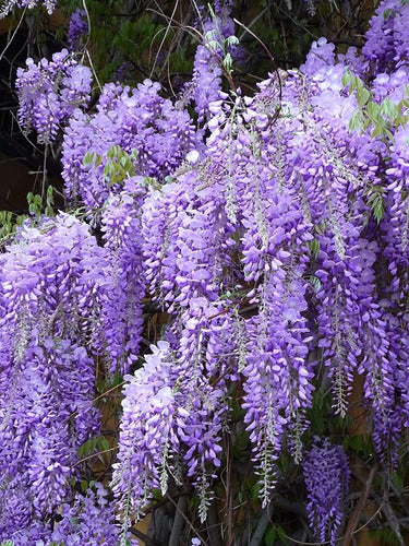 Glicinas ! ( Wisteria Sinensis ) Enredaderas, Lilas, Blancas 1