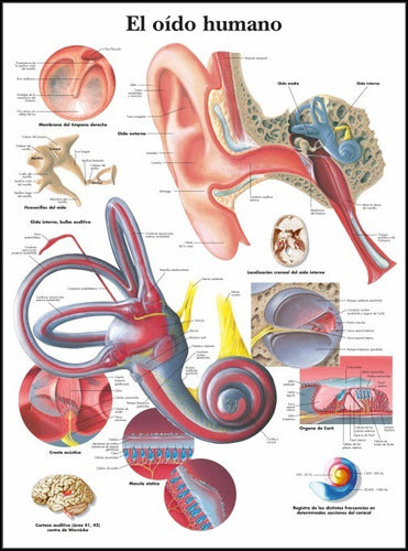 Anatomía Del Oído - Cuerpo Humano - Poster Lámina 45x30 Cm 1