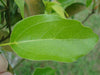 Organic Camphor Leaves 4