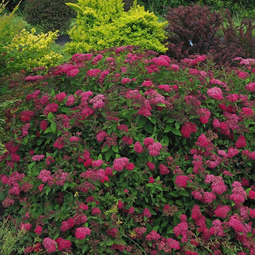 Spiraea Japónica  Magic Carpet 2