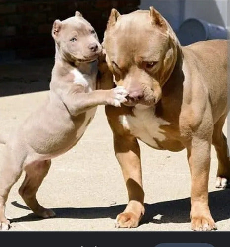 Pitbull Puppies for Sale - 45 Days Old 0