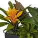 Nearly Natural N/adendrobium Orchid & Bromeliad Dendrobium O 1