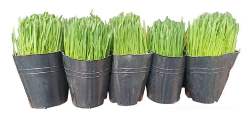 Isiflor Cat Grass X3 Unid - Catnip Grass 3