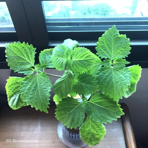 40 Semillas De Perilla Frutescens Verde Shiso Hierba 2