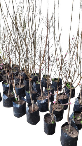 Cerezo Sakura (prunus Serrulata) En 10 Litros. Certificados 0