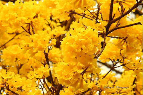 Lapacho Amarillo,  Handroanthus Pulcherrimus 0