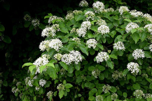 Cornejo Rojo, Cornus Sanguinea 10lts 3