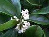 TROPICA Laurentinos (Viburnum Tinus) Ideal For Live Hedges 3