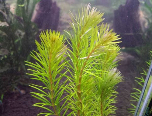 Rotala Mexicana Bangladesh Planta Natural Acuario Plantado. 1