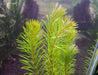 Rotala Mexicana Bangladesh Planta Natural Acuario Plantado. 1