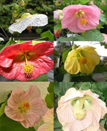 Farolito Japonés, Abutilón Pictum, Arbusto Muy Florífero 2