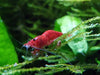 Camarones Cherry X 20 Unidades (envios) Gambas Camaron 0