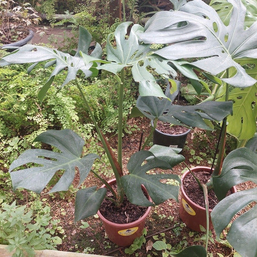 Monstera Deliciosa P24 4