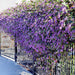 Hardenbergia Violácea , Trepadora Flores Violetas ! 2