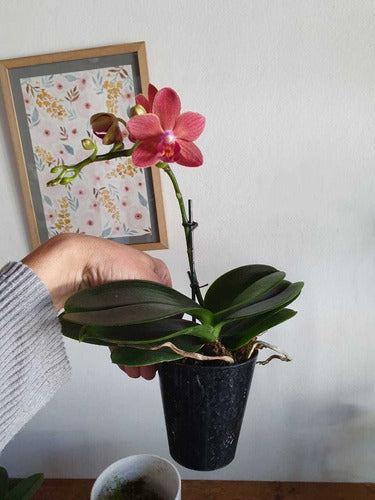 Orquideas Phalaenopsis Baby En Maceta De Vidrio 7