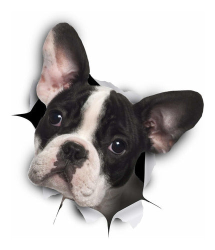 Winston & Bear Vinilo Decorativo Pared Perro 3D Bulldog Frances 0