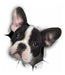 Winston & Bear Vinilo Decorativo Pared Perro 3D Bulldog Frances 0