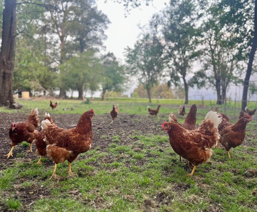 Huevos De Gallinas Pastoriles 1