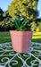 Set of 5 Triangular Plastic Plant Pots Size 14 for Garden 1