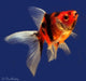 Mundo Acuatico Goldfish Calico Chico Surtido Hot Sale 1