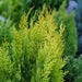 Chamaecyparis Lawsoniana Erecta  Aurea , Conífera ! 4