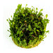 Marsilea Crenata Aquarium Plant 2