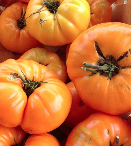 Semillas Tomate Pilcer Vesy 100% Orgánicas No Transgénicas 5