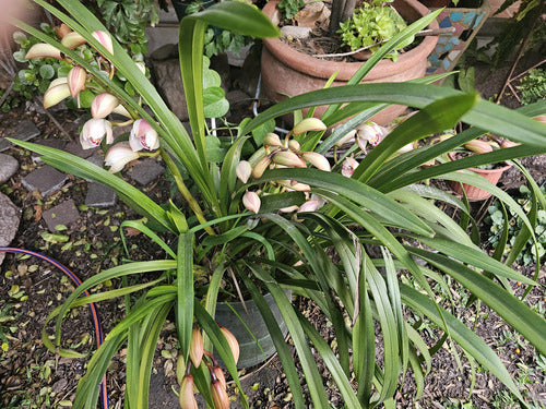 Cimbidium Orchids 2