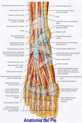 Anatomía Del Pie Humano - Miología - Lámina 45x30 Cm. 1