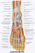 Anatomía Del Pie Humano - Miología - Lámina 45x30 Cm. 1