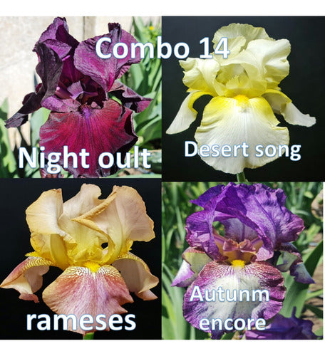 Combo (14) 4 Rizomas De Lirios Barbados O Iris Germánica 0