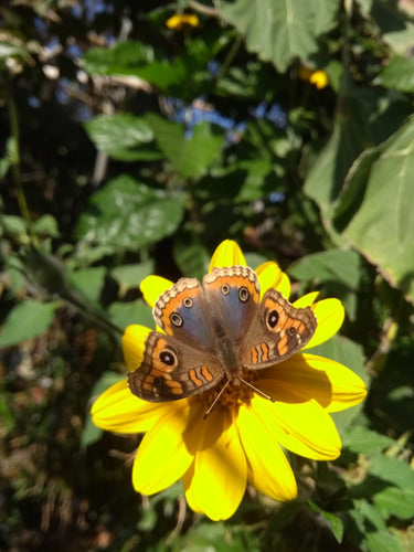 Combo X 5 Plantas Alimentan Mariposas Y Colibríes 1