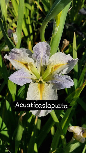 Iris Louisiana Alumine 1