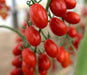 Plantin De Tomate Cherry De Alta Producción  Huerta Orgánica 2