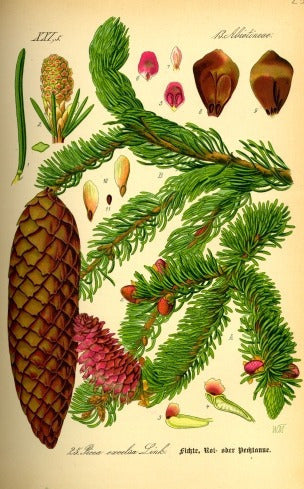 Picea - Botánica - Otto Wilhelm Thomé - Lámina 45x30 Cm 1