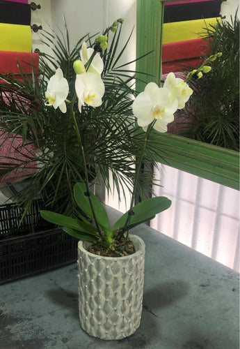 Premium Phaleanopsis Orchid Plant 0