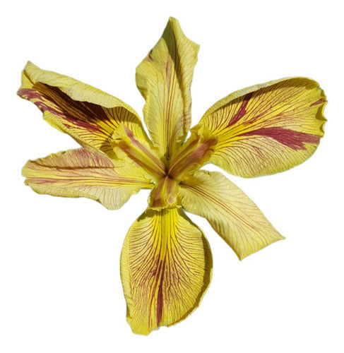 Iris Louisiana Annette Brown 0