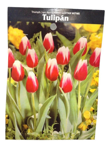 Agroparque Tulipán De Colores - Bulbos De Tulipán De Colores - Bulbos 4