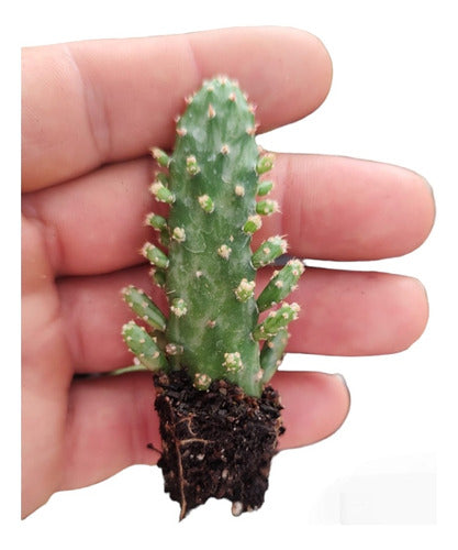 Mini Cactus Suculentas Enraizadas Pack X25 Envios Isiflor 0