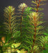 Rotala Mexicana Bangladesh Planta Natural Acuario Plantado. 2