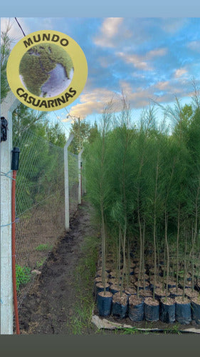 Casuarinas: Ideal for Windbreaks, Shade, and Shelter 6